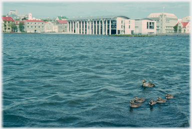 Lake with city hall on far side and ducks in
		foreground.