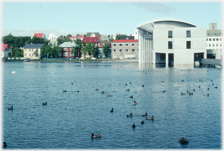 The city hall lake with many
		ducks.