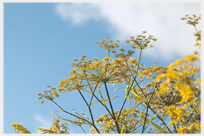 Fennel with dew on flowers.