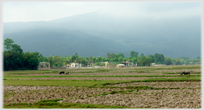 Looking across fields towards Thang Cong village.