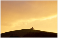 Tree on hill at sunset.