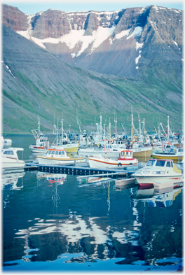 Fishing boats and  marina.