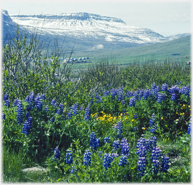 Meadow flowers with hill snow for background.