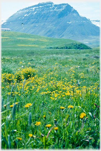 Meadow flowers and black hill.