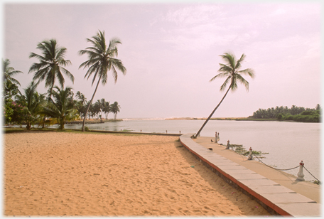 Palms near the river's mouth.