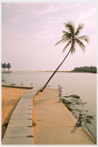 Palm at sharp angle by river's mouth.