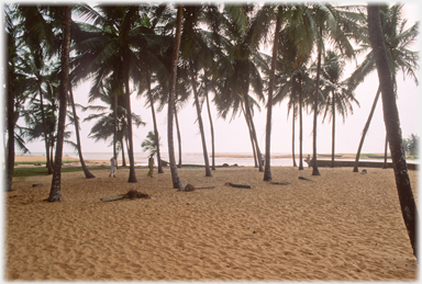 Looking through palm grove towards river joining the sea.