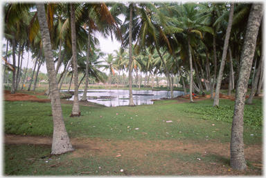 Pool between palms.