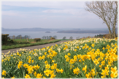 Daffodils on Mutehill.