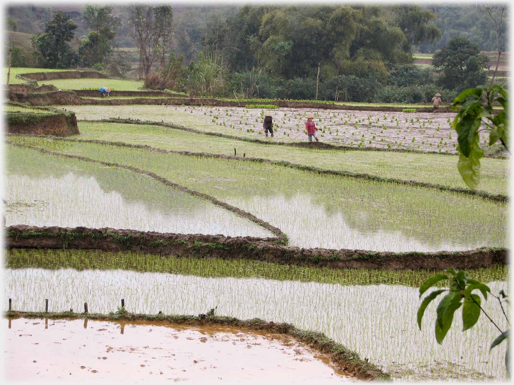 Planted fields, with two workers in field beyond being planted.
