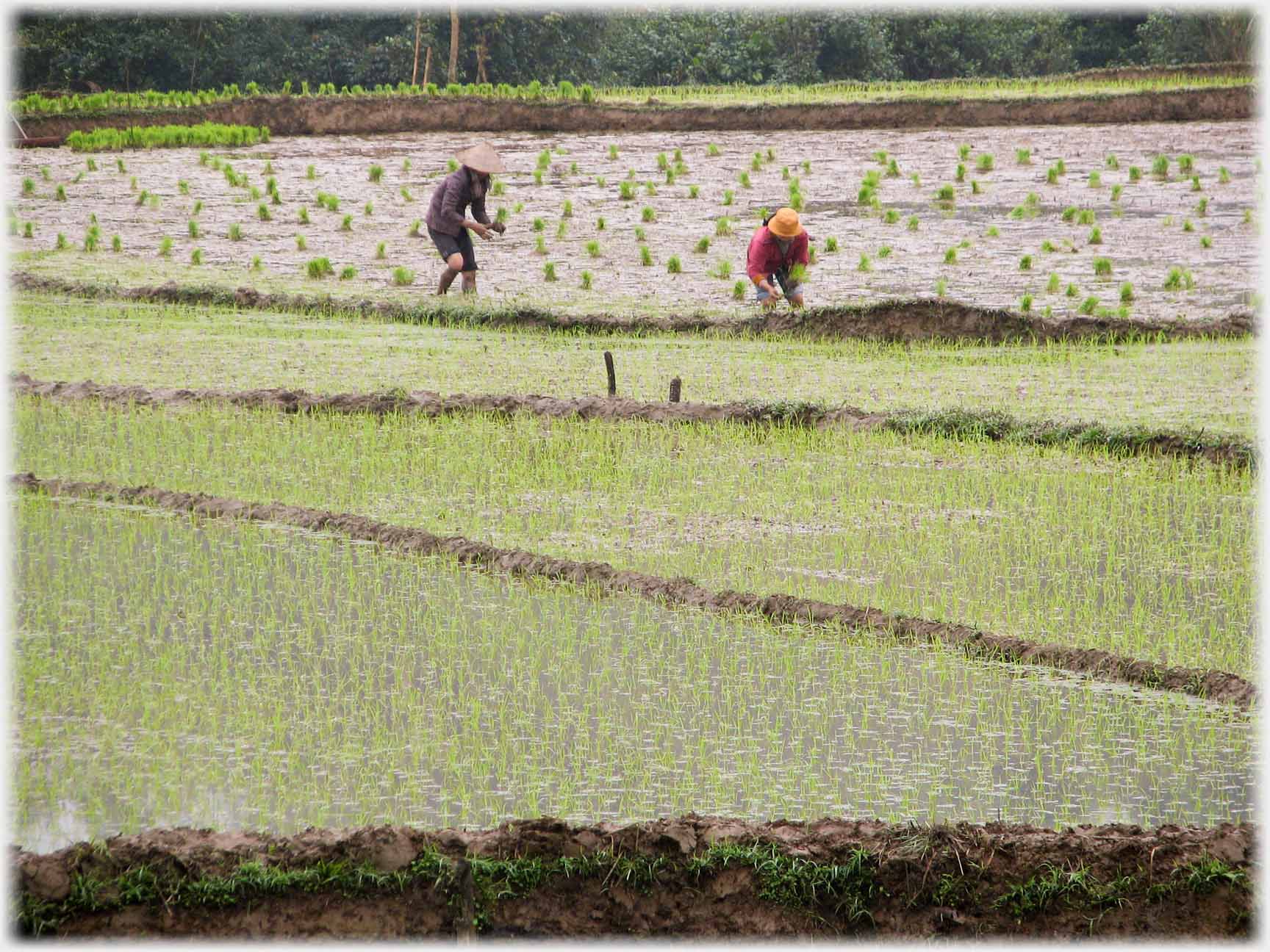 Two workers planting paddy seedlings.