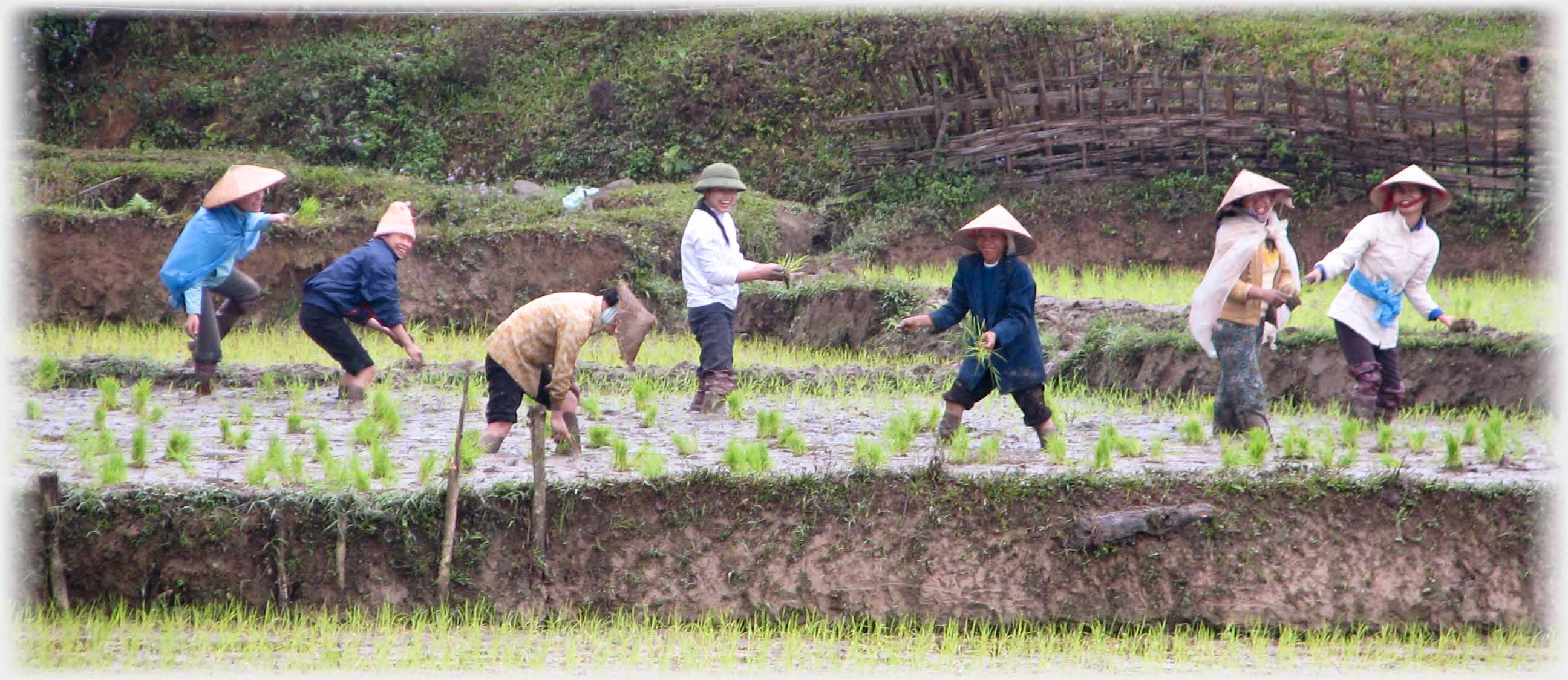 Six women and a man looking up and laughing from their work of planting.