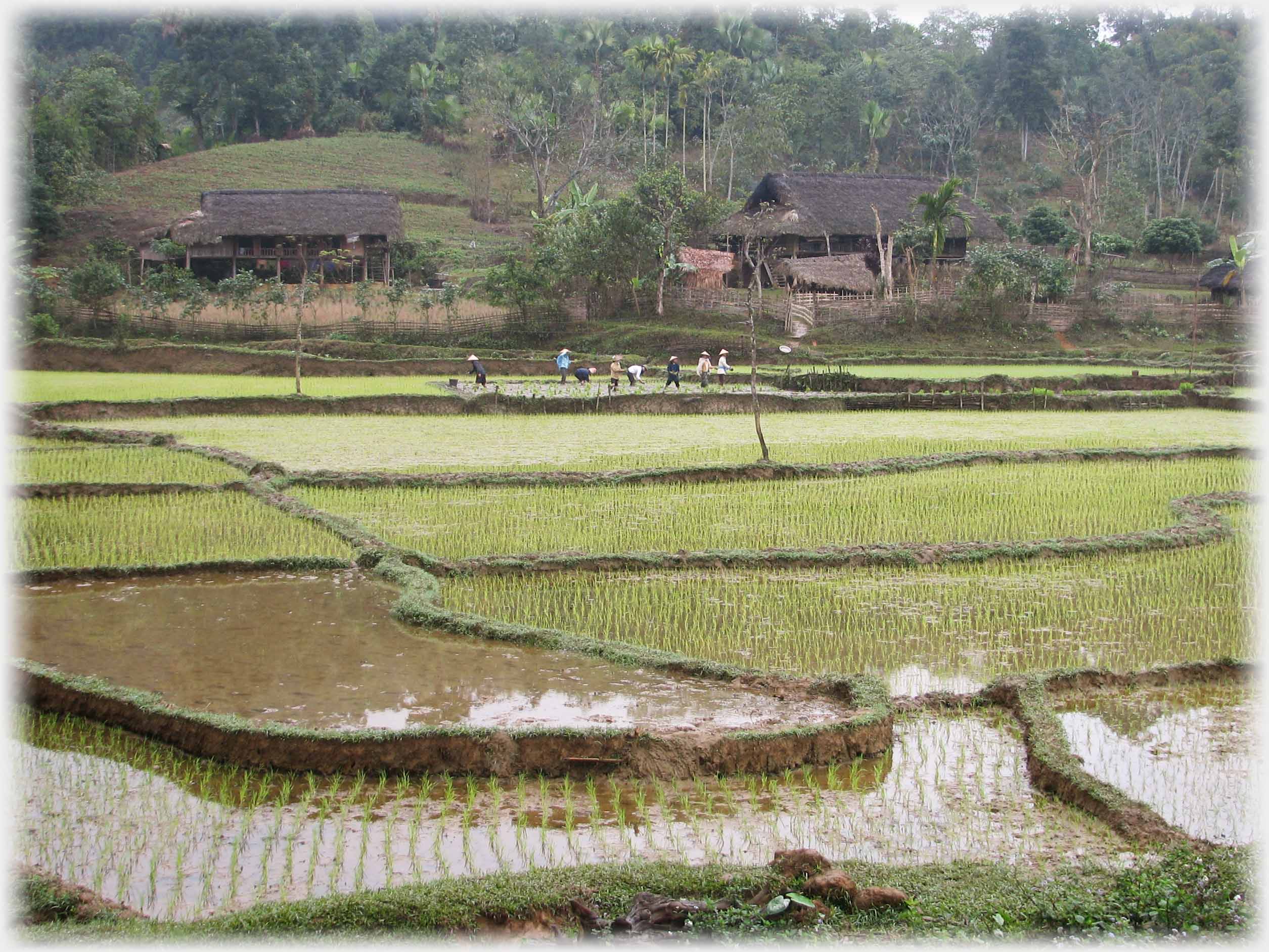 Four fields away, a group of workers near houses.