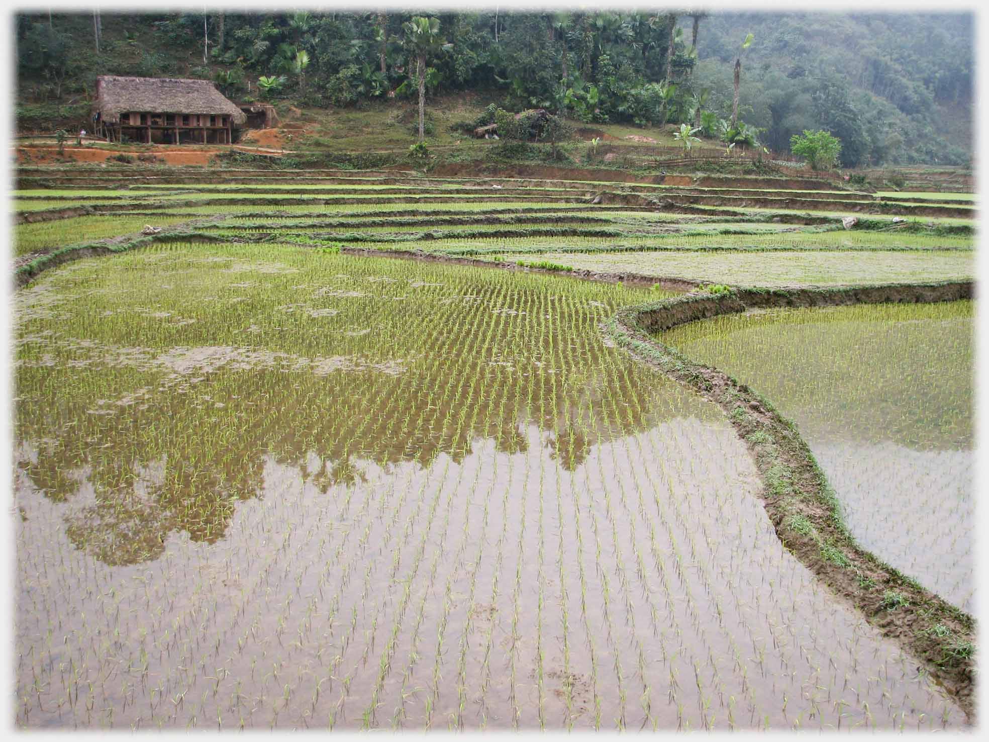 A paddy field of seedlings reflecting the trees beyond it.