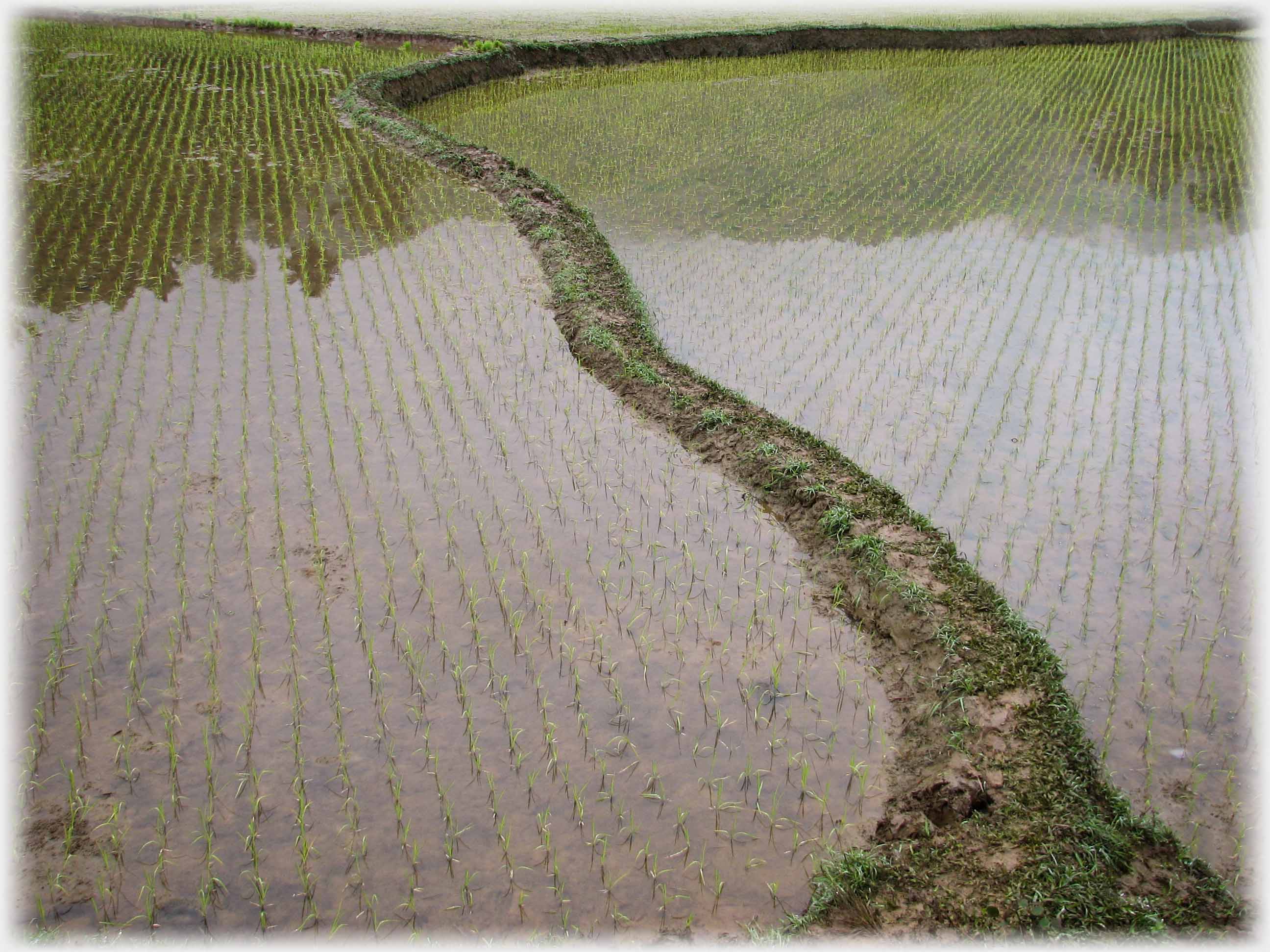Narrow mud and grass path between the water of paddy fields.