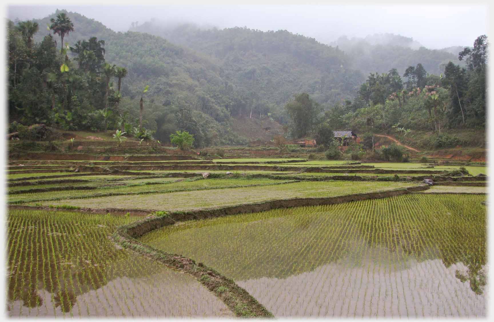 Fields running towards hillside, with mist touching tree tops.
