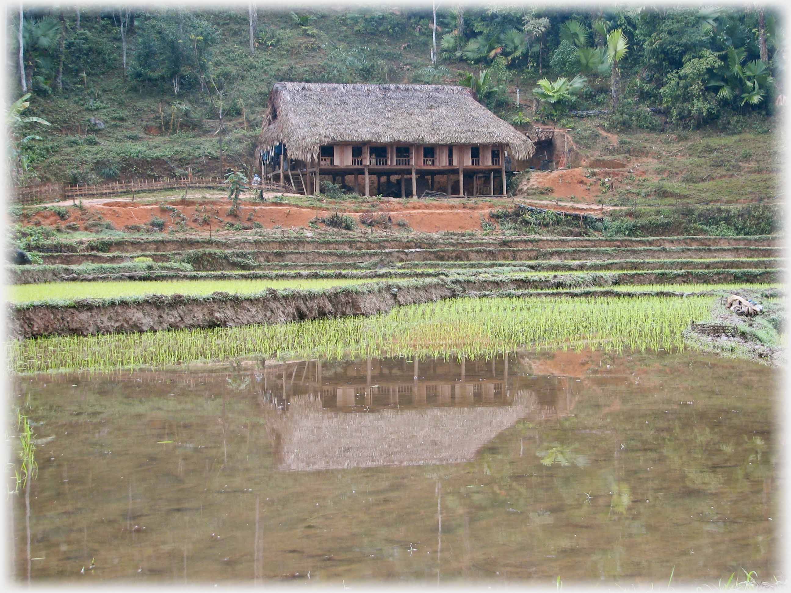 House on stilts reflected in water of paddy field.
