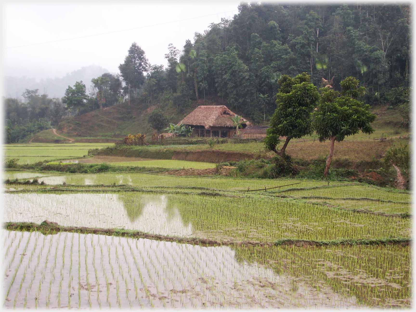 House at edge of woods by paddy fields.