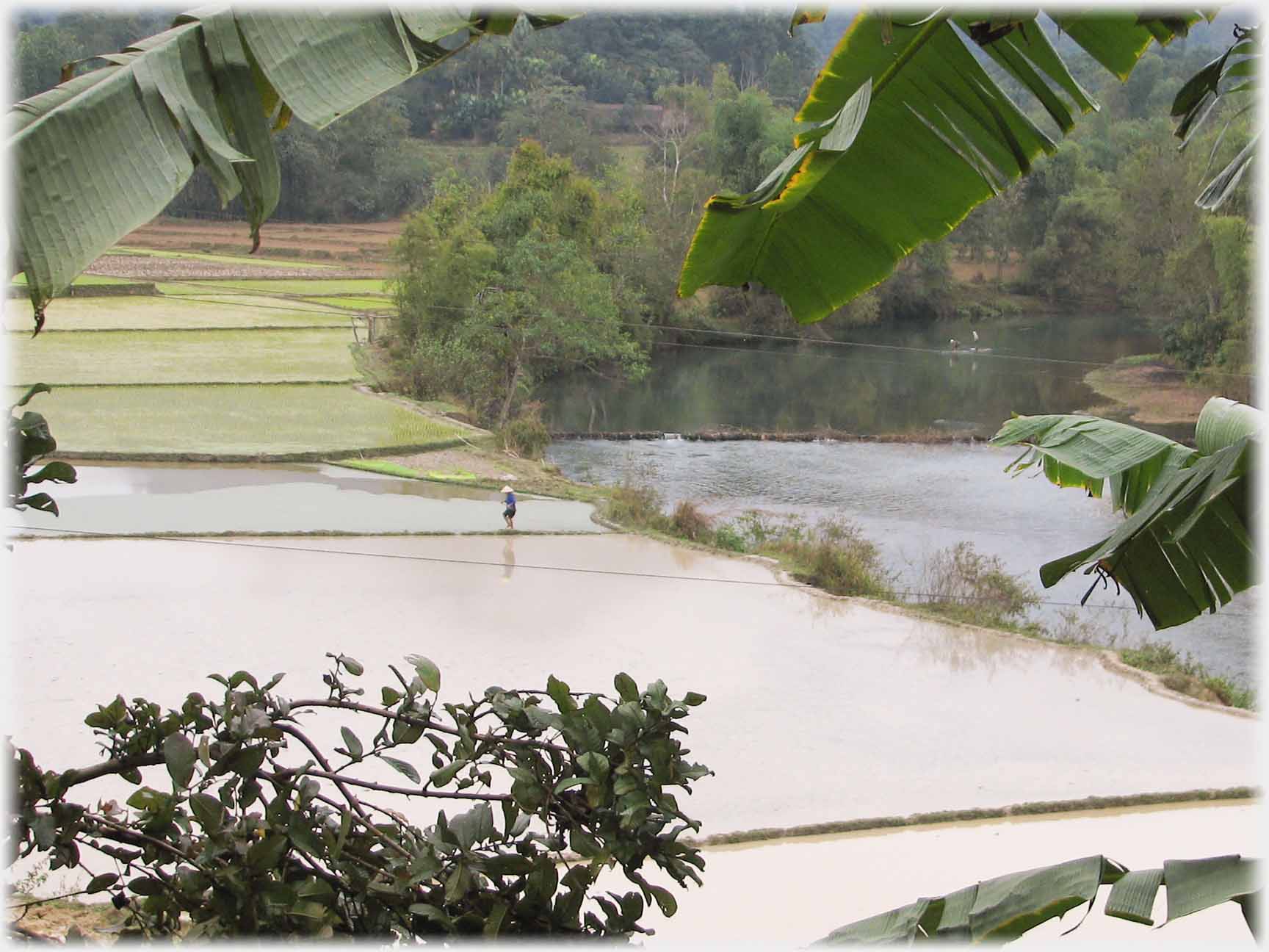 View of distant figure between paddy fields seen between banana leaves.