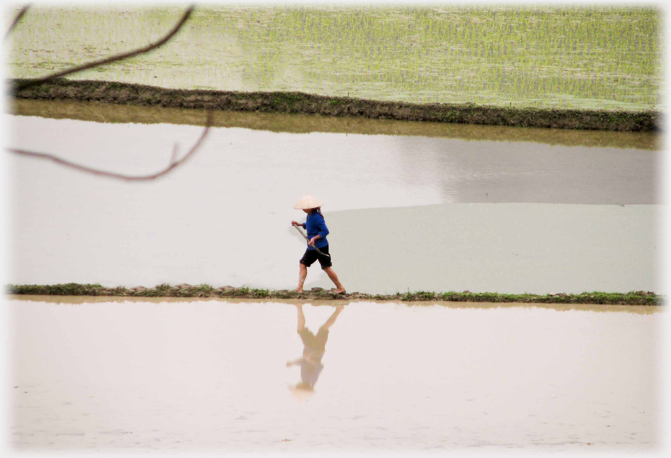 Woman on narrow path between water filled fields reflected.