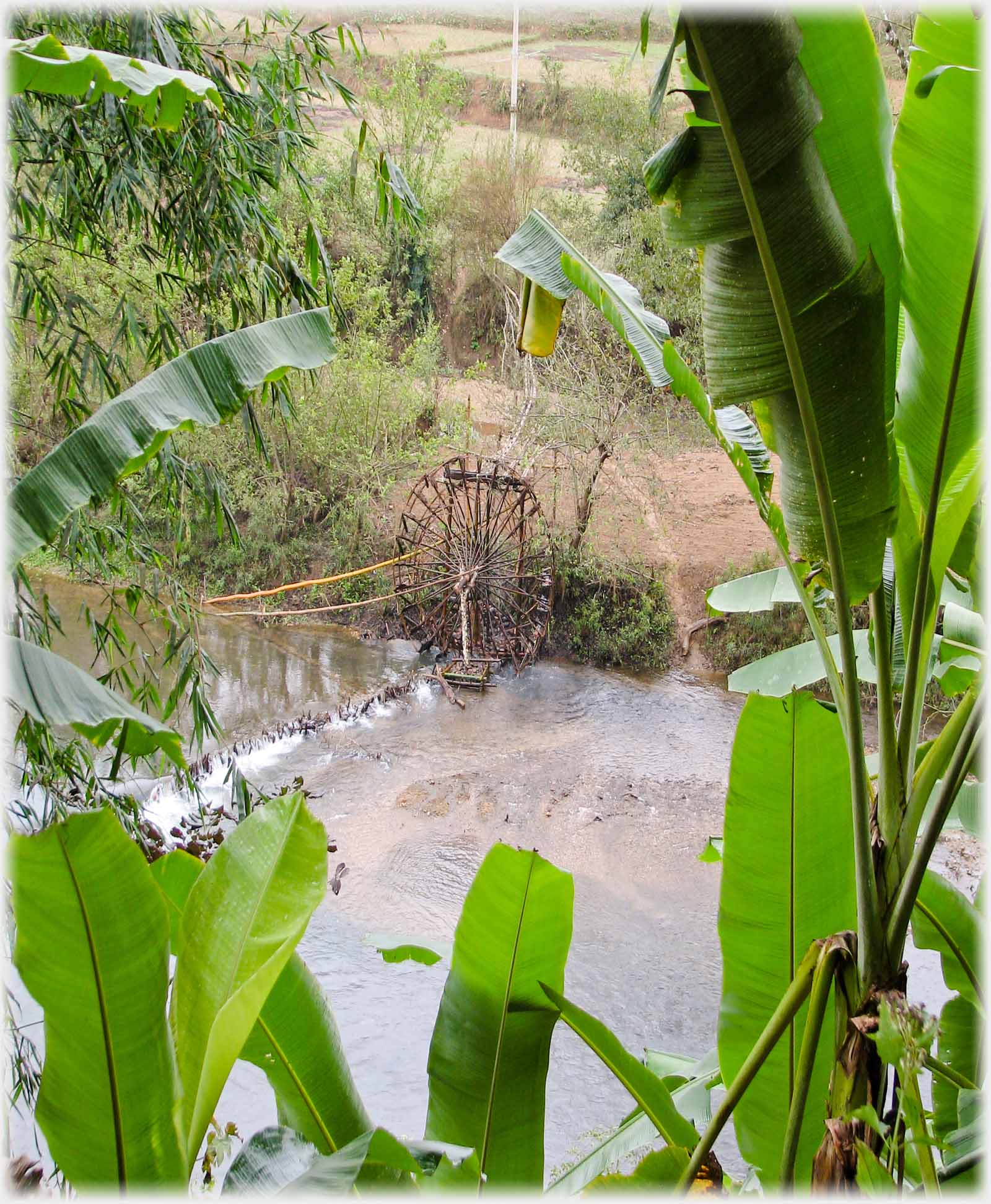 Waterwheel viewed between banana leaves.