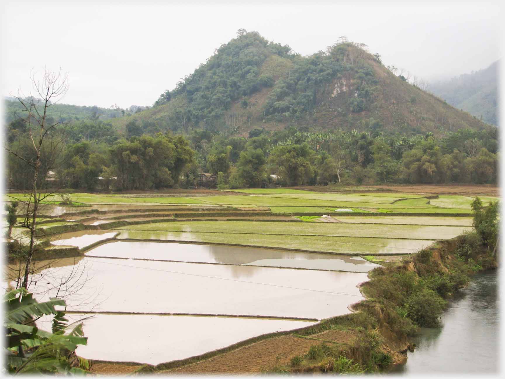 Wider view of paddy fields with twin conical hills beyond.