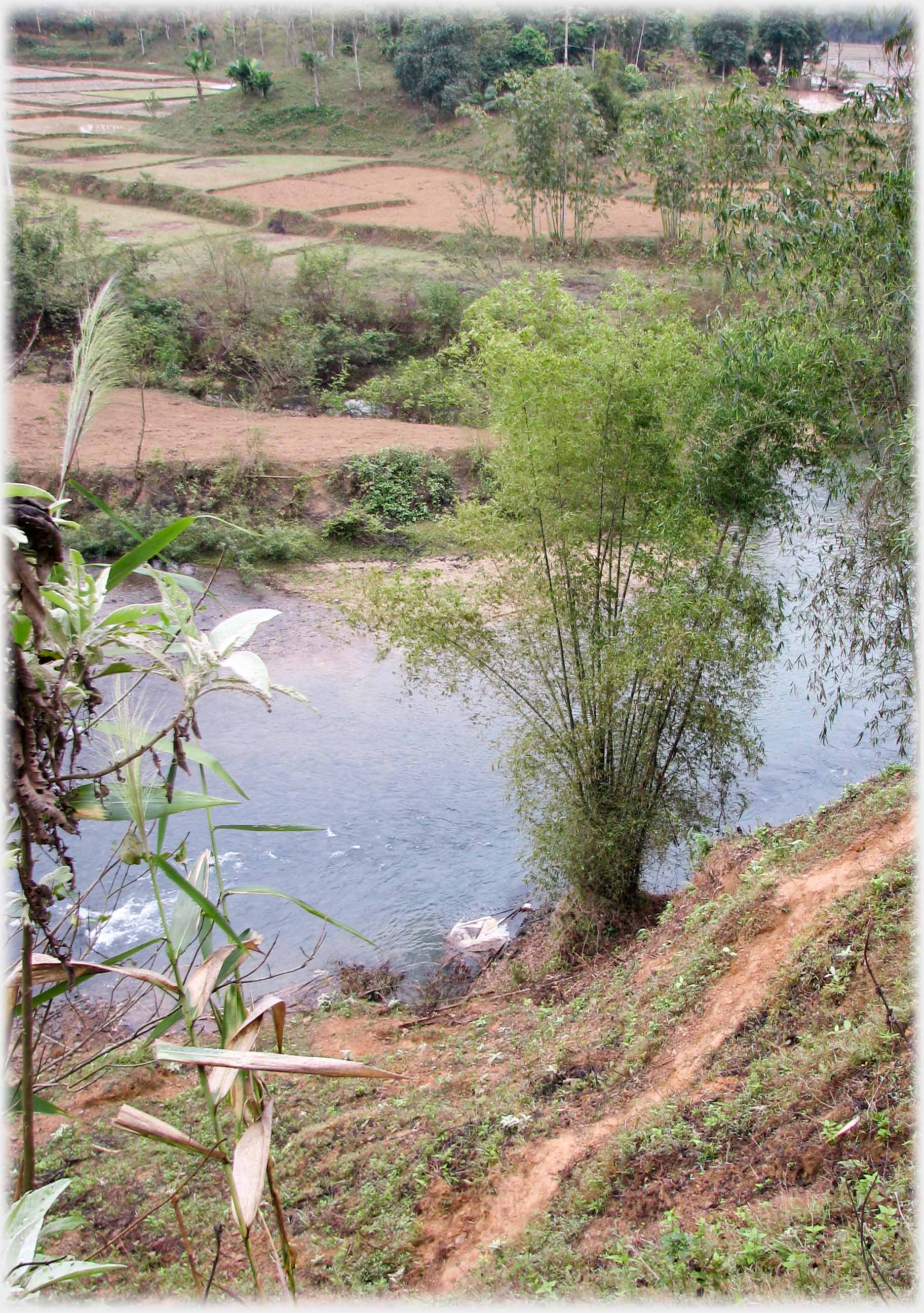 Bamboo by river.