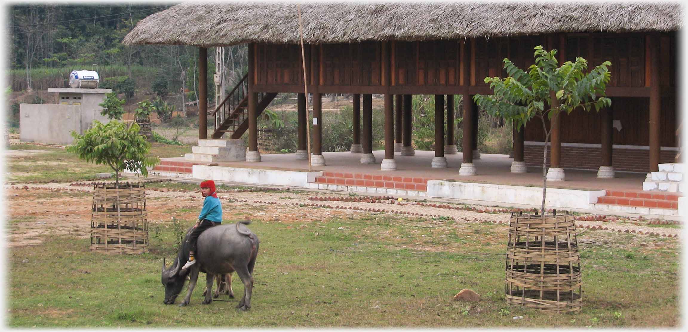 Child on grazing buffalo beside Thai Building.
