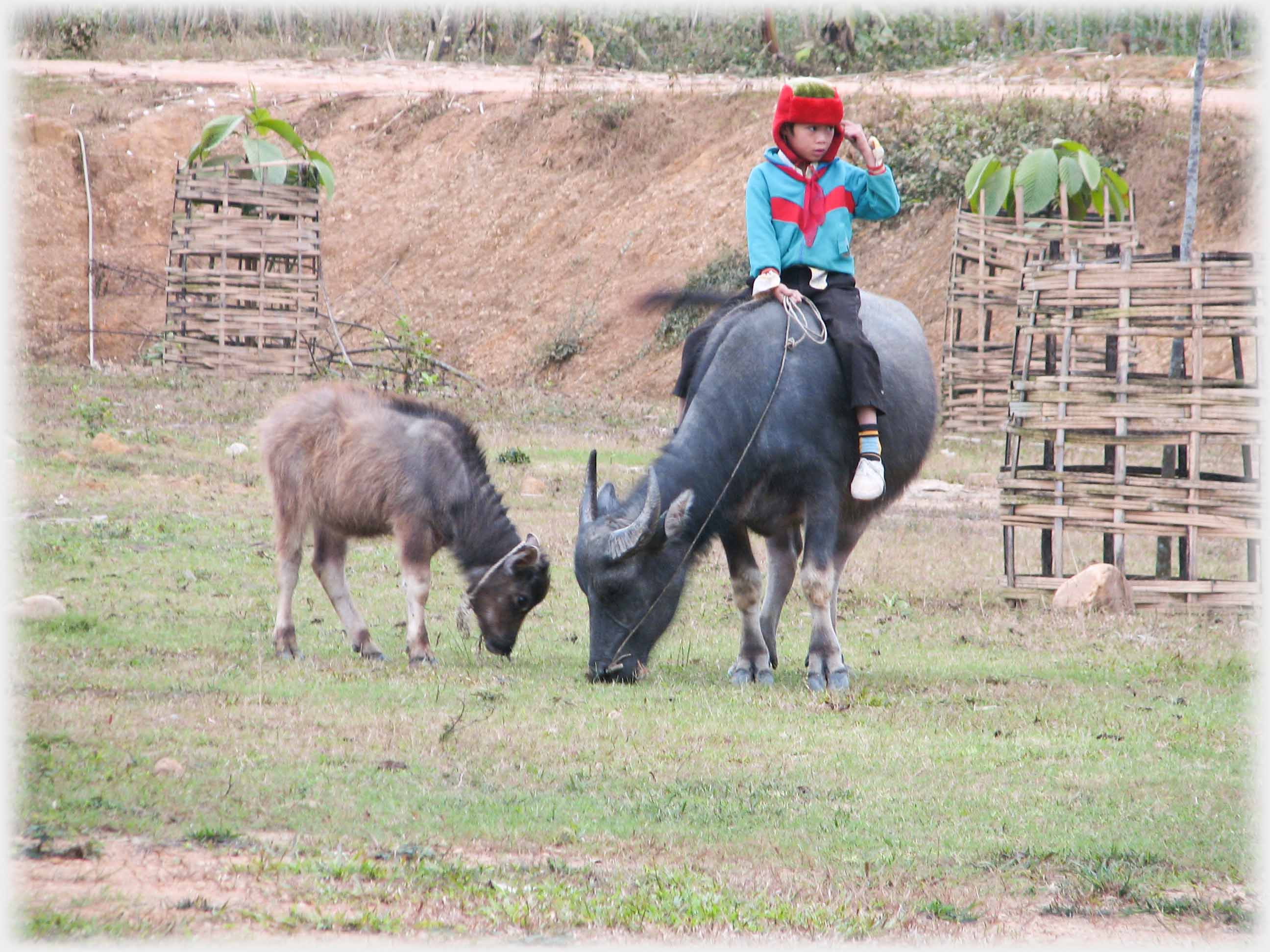 Child on grazing buffalo beside calf.
