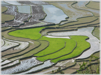 Four fields of green rice on terracing with brown fields.