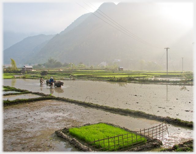 Water filled fields with two buffalo ploughing.