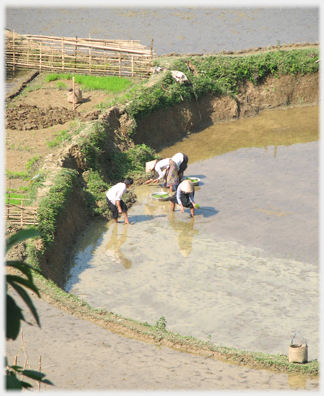 Women bent double planting seedlings.