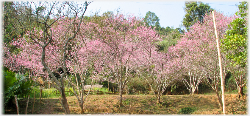 Larger grove of plum trees.