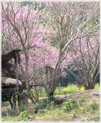 Small grove of plum trees with hut.