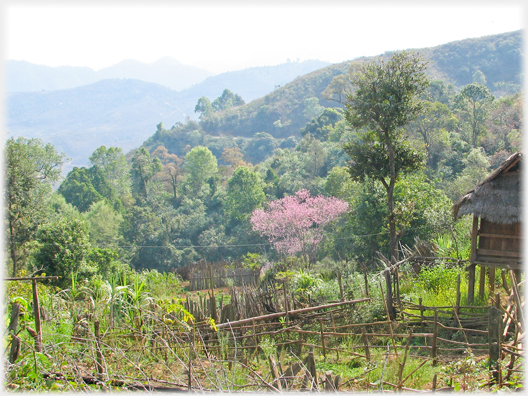 A wooded hillside with a plum tree in blossom among them.