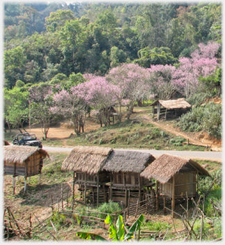 Three huts in foreground with plum trees aross the road on which is the Jeep.