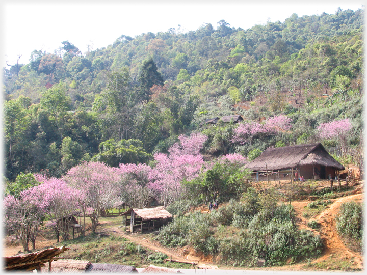 Thatched house and huts on hillside with blossom across the picture.