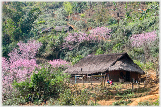 Large thatched house with plun trees around it.