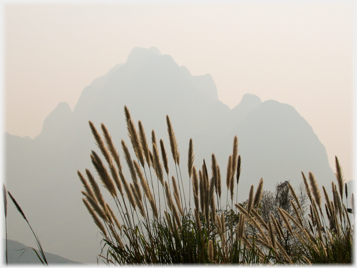 Golden grass seed heads with softened mountain behind.