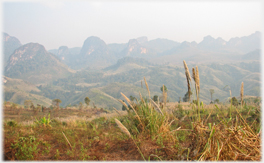 Grasses in foreground, karsts beyond.