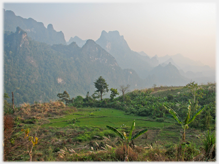 Field with bananas and karsts behind.