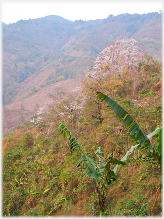 Hillside trees in blossom.