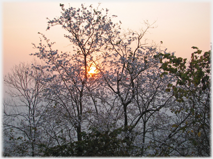 Blossom with setting sun behind.