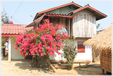 Modern house with ground floor walled in and large red shrub in front.