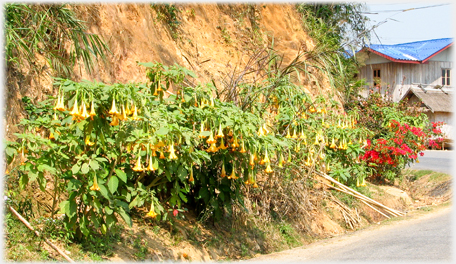 Shrubs at the roadside with red and yellow flowers.