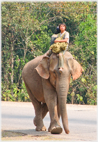 Front view of elephant.