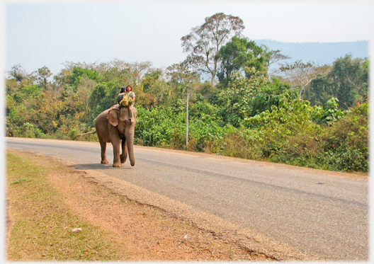 Elephant approaching along road.