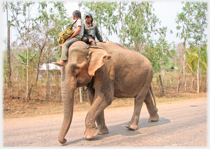 Left side of elephant.