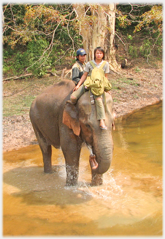 Elephant standing at the edge of a pool splashing itself.