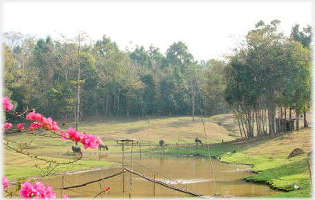 Pool with fish nets and woods beyond.